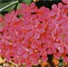 wf_catchfly.jpg